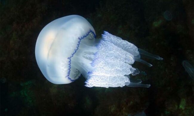 Азовське море атакували гігантські медузи, причина вражає