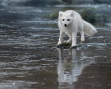 Дівчина взяла милого щеня. Вона й уявити не могла, що з нього виросте: фото