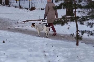 Прогулка с собакой, фото: скриншот из видео