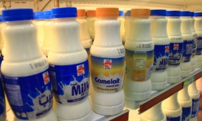  Унікальна верблюжа ферма відкрилась  в Еміратах