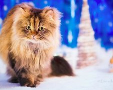Невероятная красота и грация кошек (фото)