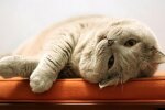 Котик відпочиває, фото з відкритих джерел