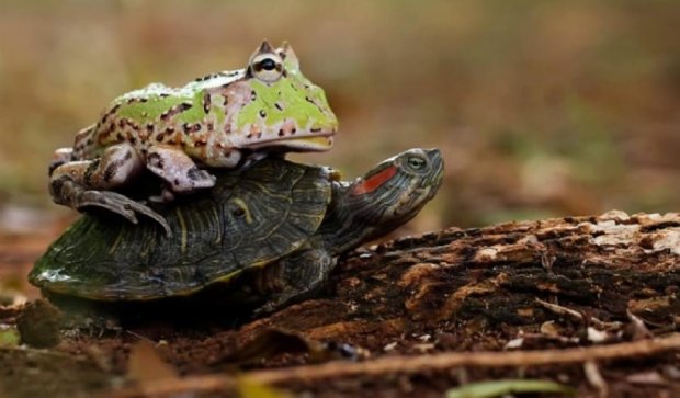 Жаба покаталася на спині черепахи