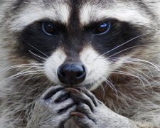 Полицейский пытался убить енота, но погиб сам