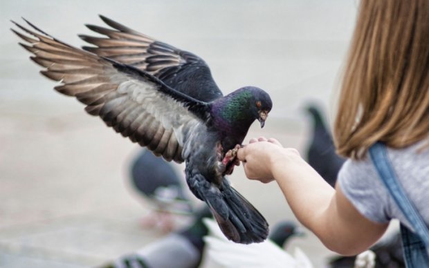 Биологи выяснили, что голуби передают по наследству
