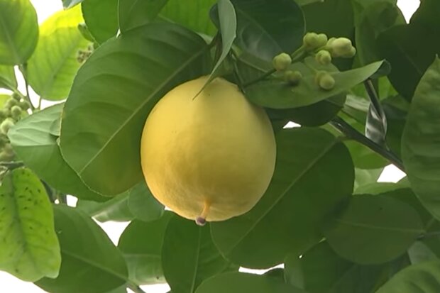 Вирощування лимонів, скріншот: YouTube