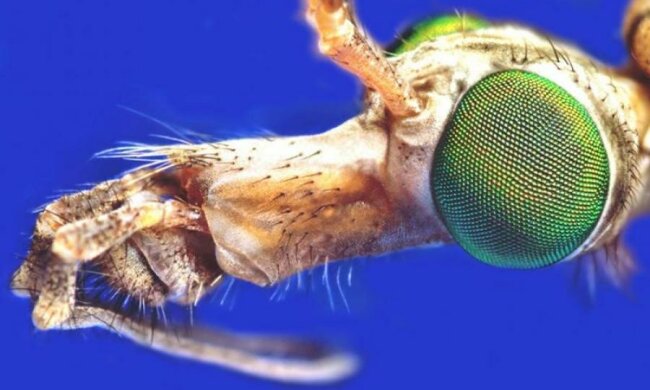 Комар носа не підточить. З'явився ще один дивний додаток