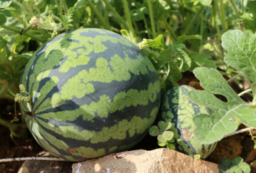 Арбуз, изображение: Unsplash