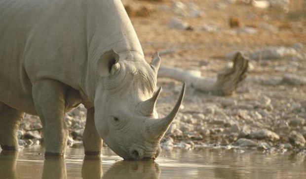 Помер один із останніх на планеті чотирьох білих носорогів 