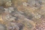 Медузи у Азвоському морі, скріншот: Instagram