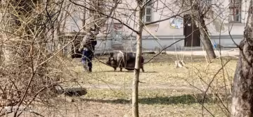 Киевлянин выгулял свинью на поводке, скриншот видео