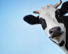 Вчені знайшли золото в сечі корів