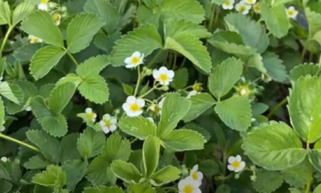 Цвіте полуниця, скріншот: YouTube