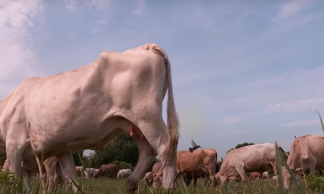 Коровы, кадр из видео, изображение иллюстративное: YouTube