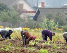 жанки працюють на городі, ілюстративне фото з вільних джерел