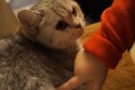 Кот, кадр из видео
