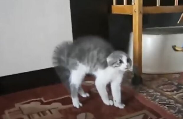 Кот, скриншот: YouTube