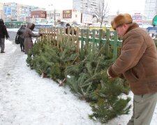 Путин торгует в Крыму елками из Прикарпатья: Новый год на аннексированном полуострове показали одним фото