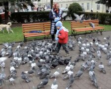 Люди годують голубів: фото скрін Ютуб