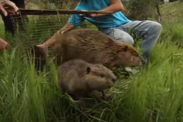 бобри, скріншот з відео