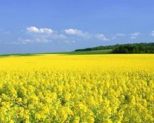 Є чим гірчиця: Україна наростила продаж насіння
