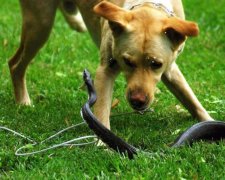 Украинцев напугало нашествие опасных хищников