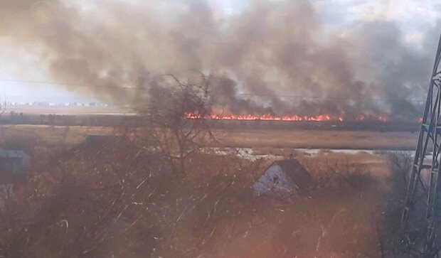 В Одесской области горит природный парк "Нижнеднестровский", фото: Думская
