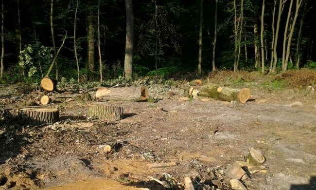 В Україні  правила вирубки лісів зробили більш жорсткими