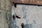 Тараканы, скриншот: Facebook / Черкаси - Митниця
