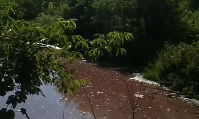 Ставок, скріншот з відео