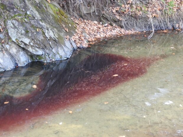 Тисячі вбитих свиней і річка крові: жахливі наслідки боротьби з чумою  в Південній Кореї