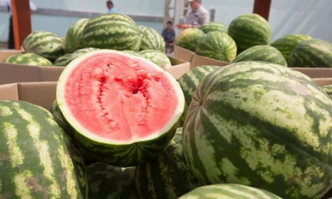 Найсолодші кавуни України припливли до Києва: фото
