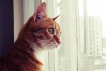 Чому "скрекочуть" коти