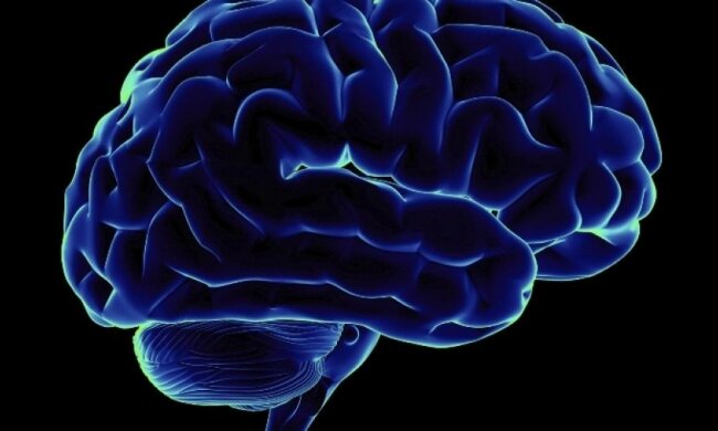 Чим менше мозок, тим сильніше імунітет