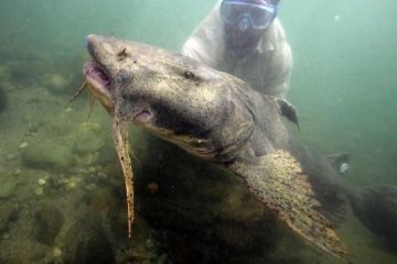 У мережі показали гігантського сома, що відлякує водолазів