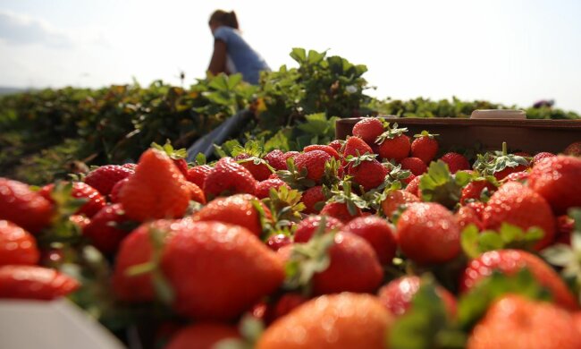 Врожай полуниці, скріншот: YouTube