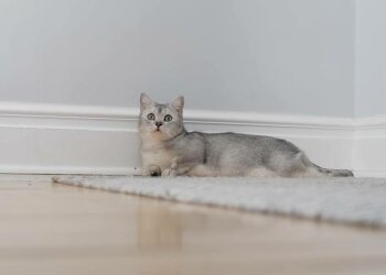 Кот, фото: скриншот из видео