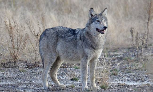 Вовк, facebook.com/zapovidnyk2018