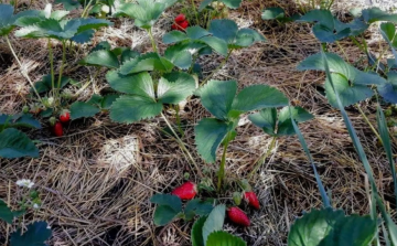 Клубника, огород, изображение из свободных источников