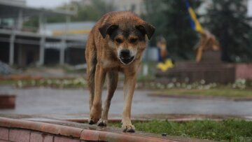 Безпритульна собака. Фото з відкритих джерел