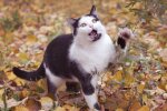 Котик, Пикабу