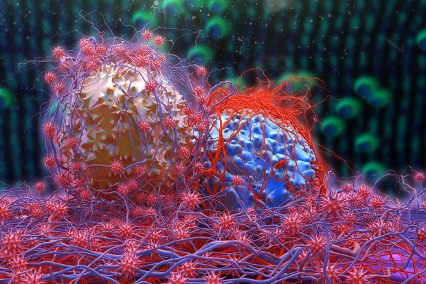 Клеточная дипломатия: как опухоли настраивают иммунитет против нас