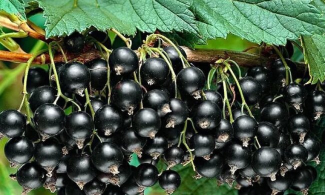 Рецепт ідеального добрива для смородини: досить не викидати лушпину від коренеплоду