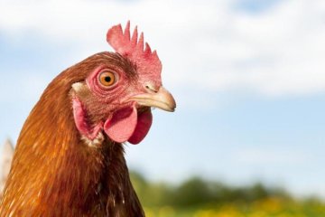 Лайфхак від фермера: як домашню курку від коліс убезпечили