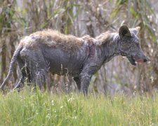 Чупакабра, яка винищує жителів один за іншим, потрапила на відео