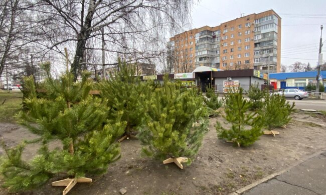 Рынок елок, фото: Знай.ua