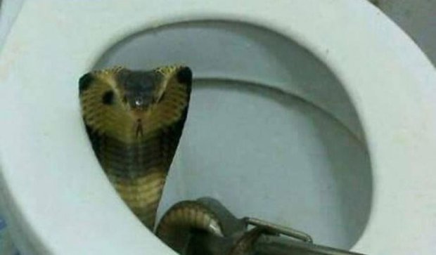 З азіатського унітазу вилізла кобра
