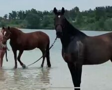 Коні на пляжі, фото: скріншот з відео