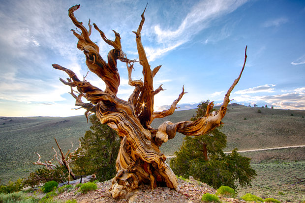 Пережили войны, голод и десятки поколений: фото старейших деревьев, которые видели все