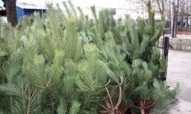 Крымчане в шоке от цен сибирских елок